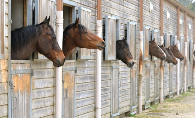 Equitation et élevage avec vis de fondation Weasyfix