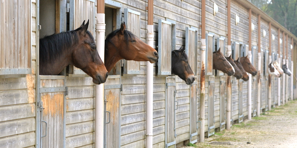 Equitation et élevage avec vis de fondation Weasyfix